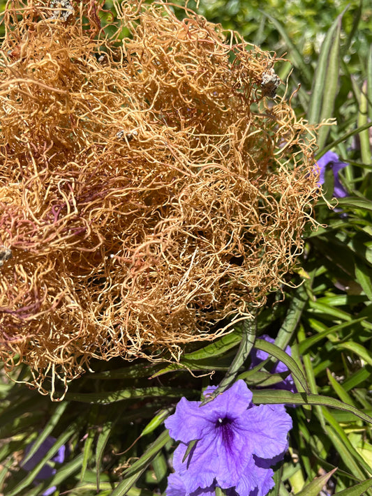 Spaghetti /Gracilaria Gold Seamoss