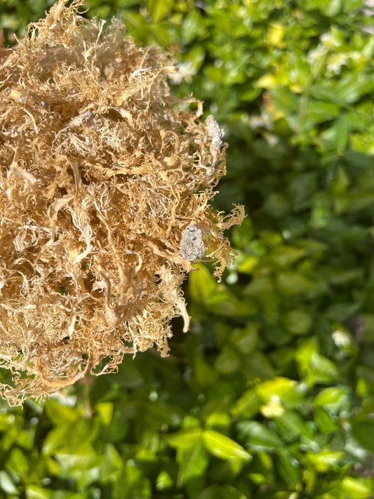 Raw Seamoss - Alkaline Healing