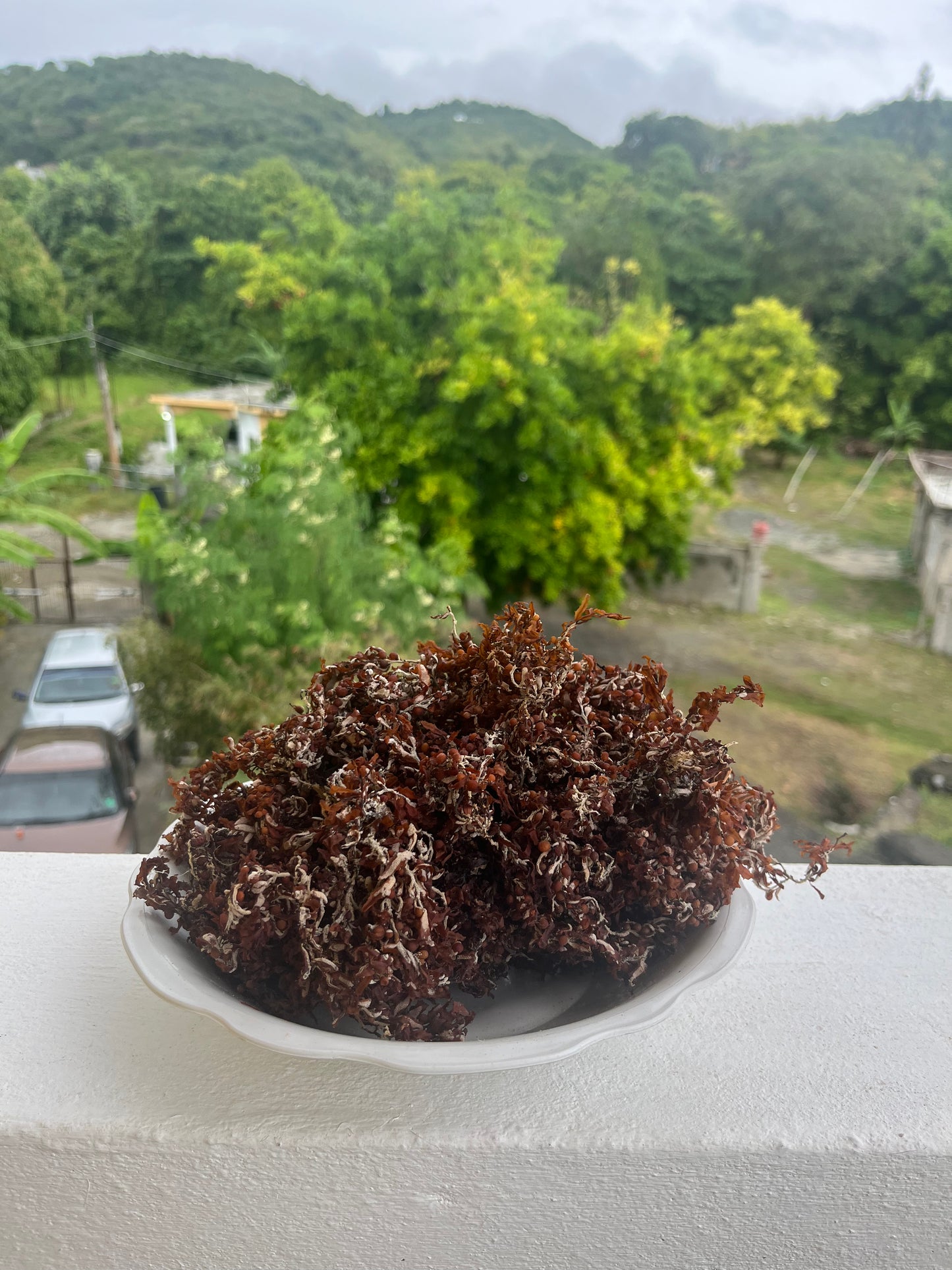 Bladderwrack (Seaweed)