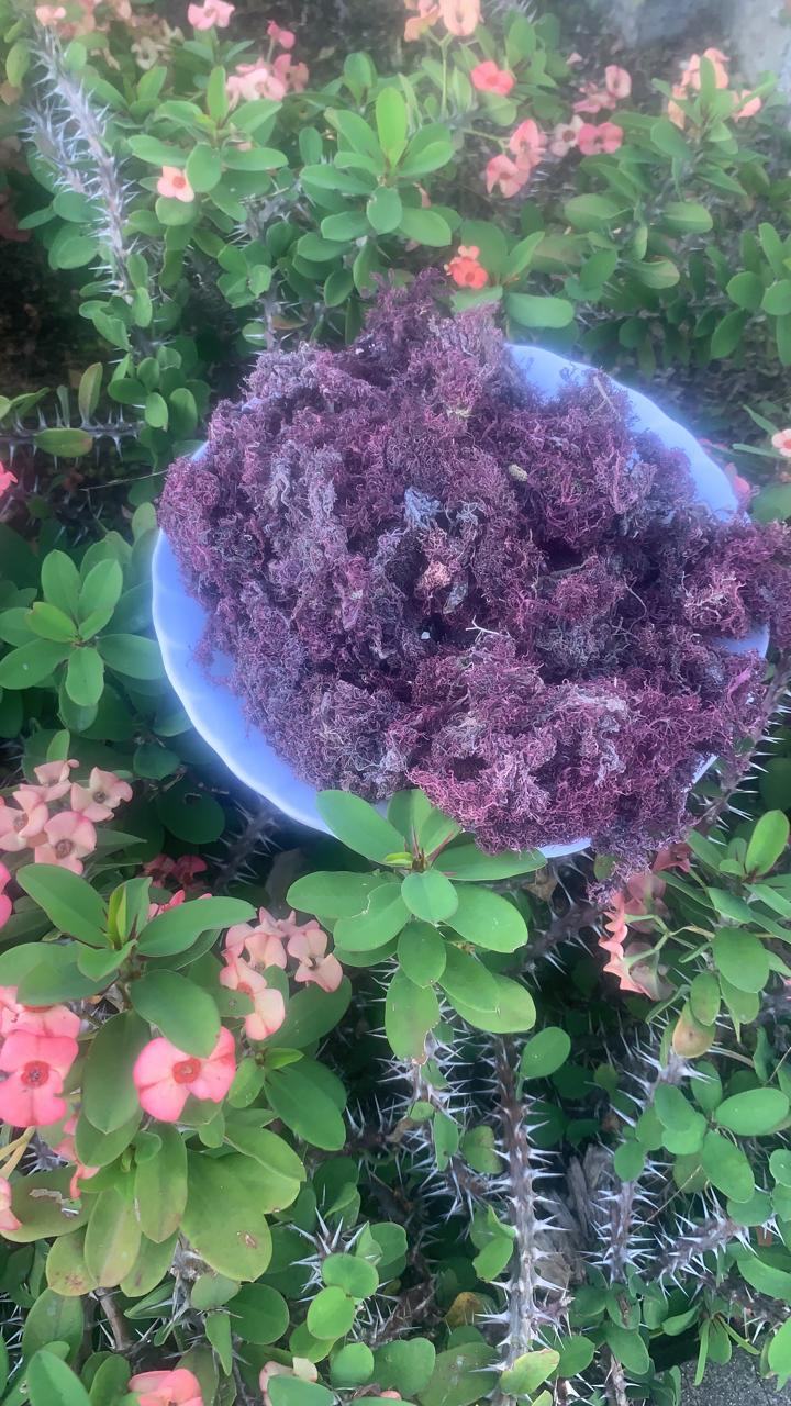 Purple Seamoss - Alkaline Healing